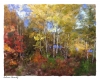 Autumn Serenity