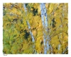 Birch