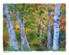 Edge of the Forest