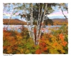 Lakeside Birch