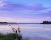 Sandhill Cranes