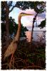 Mangrove Hunter