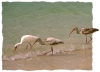 Shore Birds