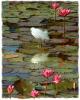 Dance of the Snowy Egret