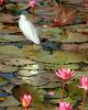 Monet's Moment 