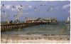 Worth the Walk - Anna Maria City Pier