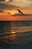 Sunset Flight